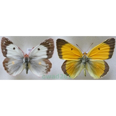 Colias croceus (Geoffroy, 1785) pair Szlaczkoń sylwetnik Czech65